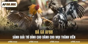Đá Gà AF88
